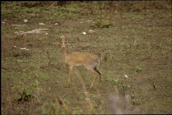 TAN02126