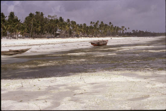 TAN02142